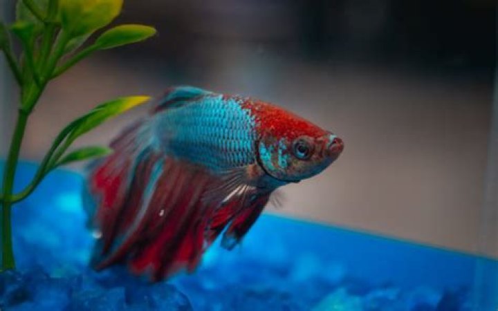 Betta Sleep: The Ultimate Guide to Understanding Your Fish's Rest Cycle