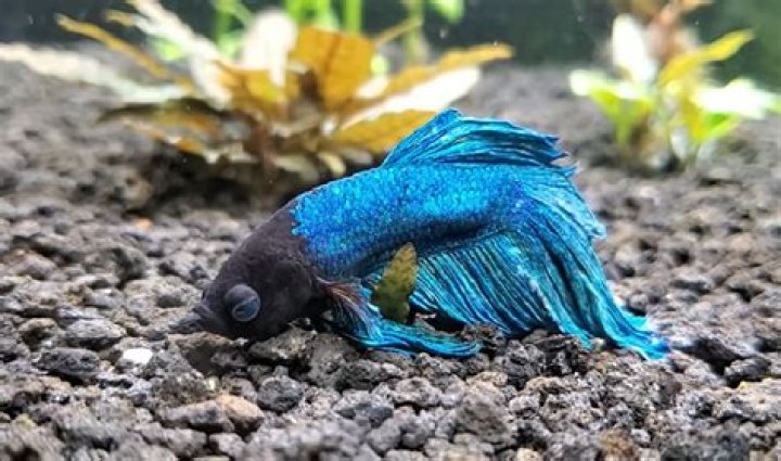 Bettas Sleeping: The Fascinating World of Siestas for Your Aquatic Friend