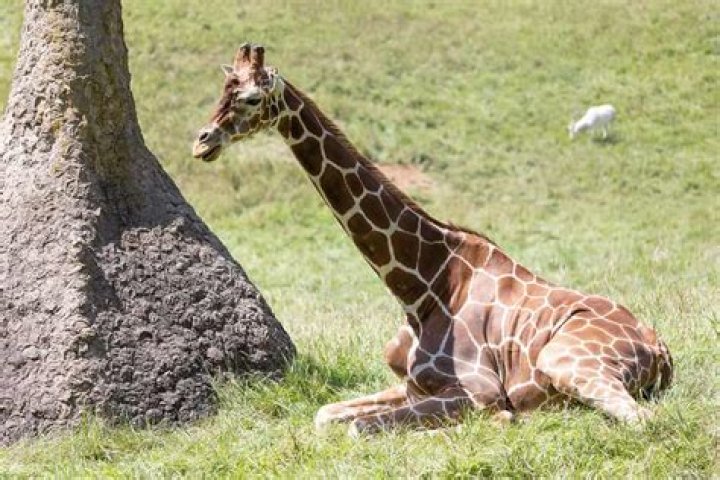 Do Giraffes Sleep Standing Up? Unveiling the Truth Behind Their Unique Resting Habits