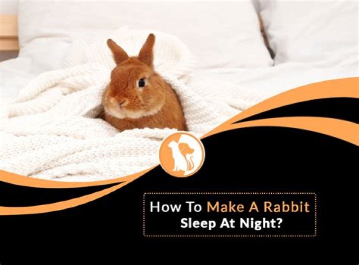 Do Rabbits Sleep at Night? Unveiling the Secrets of Bunny Sleep Patterns