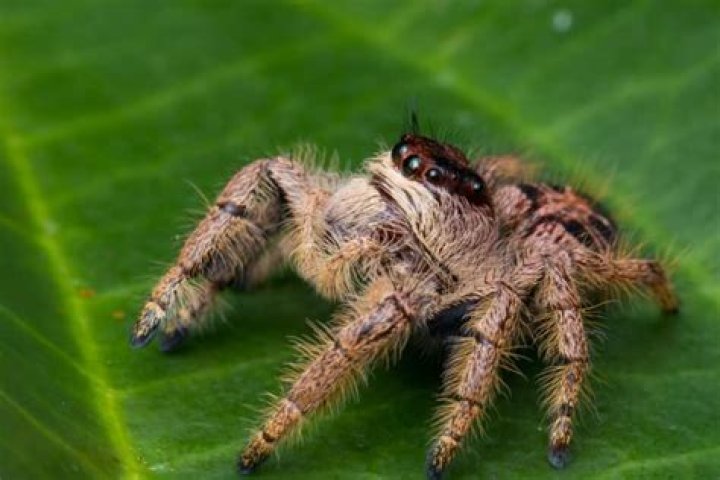 Do Spiders Sleep? The Surprising Truth About Spider Rest and Behavior