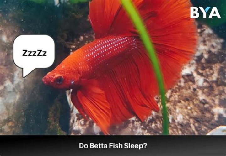 How Do Betta Fish Sleep? Unlocking the Secrets of Their Resting Habits