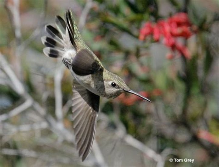 How Do Hummingbirds Sleep: Unveiling the Secrets of Their Restful Habits