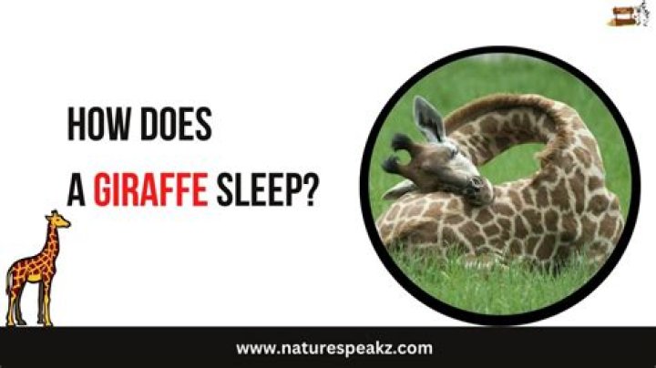 How Long Does a Giraffe Sleep? Unveiling the Mysteries of Nature's Tallest Sleeper