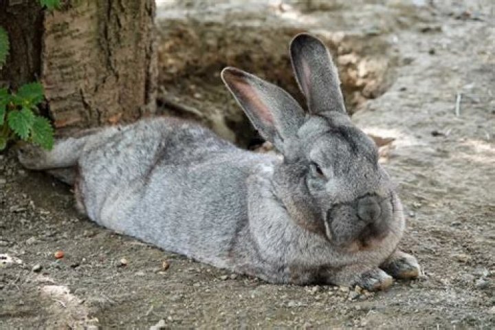 How Much Do Rabbits Sleep? Unlocking the Secrets of Bunny Zzzs