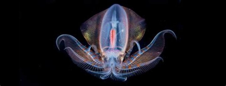 Unveiling the Mysteries of Newdesi49: A Deep Dive