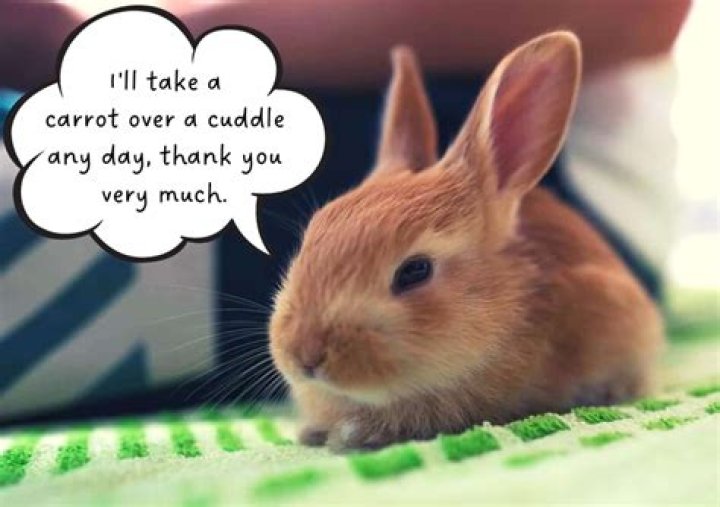 What Do Bunnies Like to Sleep On? Unveiling Their Cozy Secrets