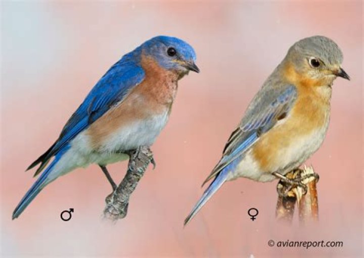 What Time of Day Do Bluebirds Fledge: A Fascinating Dive into Nature's Clock
