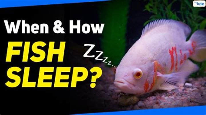 When Do Fish Sleep? Dive Into the World of Fish Zzz&rsquo;s