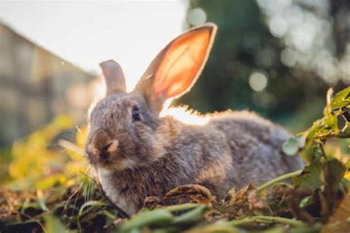 When Do Rabbits Sleep? Unveiling the Secrets of Bunny Bedtime